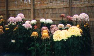 Temple flowers